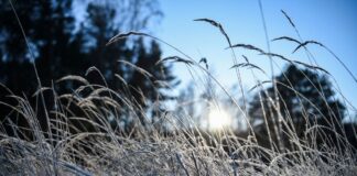Tagsüber erwartet der DWD milde Temperaturen - in der Nacht Nebel und Frost. (Symbolbild)