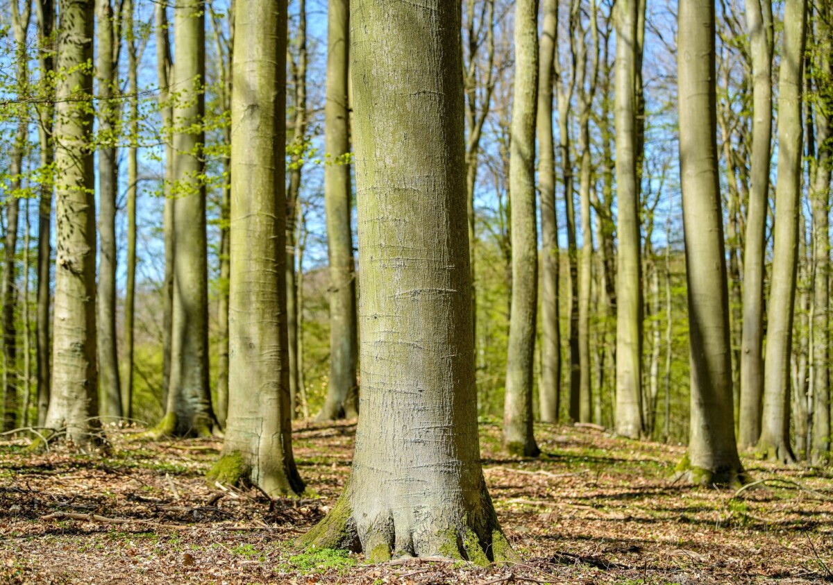Thüringenforst: Keine Gartenabfälle im Wald entsorgen Durch den alten Buchenwald Grumsin wandern? Das jetzt auch mit neuer Audio-Tour möglich. (Archivbild)