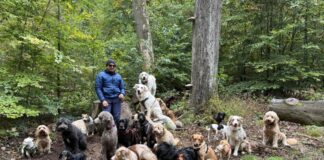 Hunde sprechen nicht in Worten, sie kommunizieren anders mit uns. Foto: Der Packman