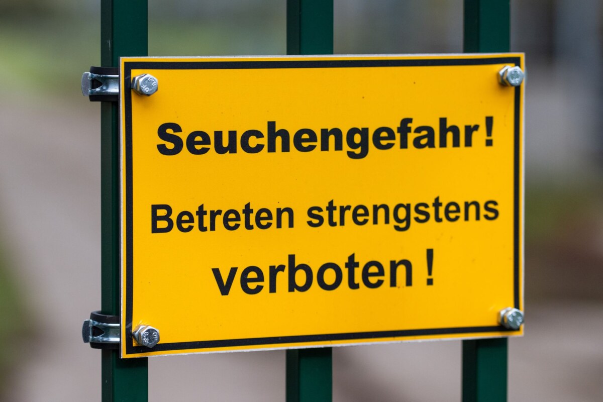 Vogelgrippe in Brandenburg Die Vogelgrippe stürzt viele Reginoen in die Krise. Im Linumer Teichland müssen Helfer wegen der Tierseuche massenhaft tote Kraniche beseitigen.