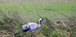 Die Vogelgrippe bedroht die Kraniche im Rastgebiet an den Linumer Teichen. 
