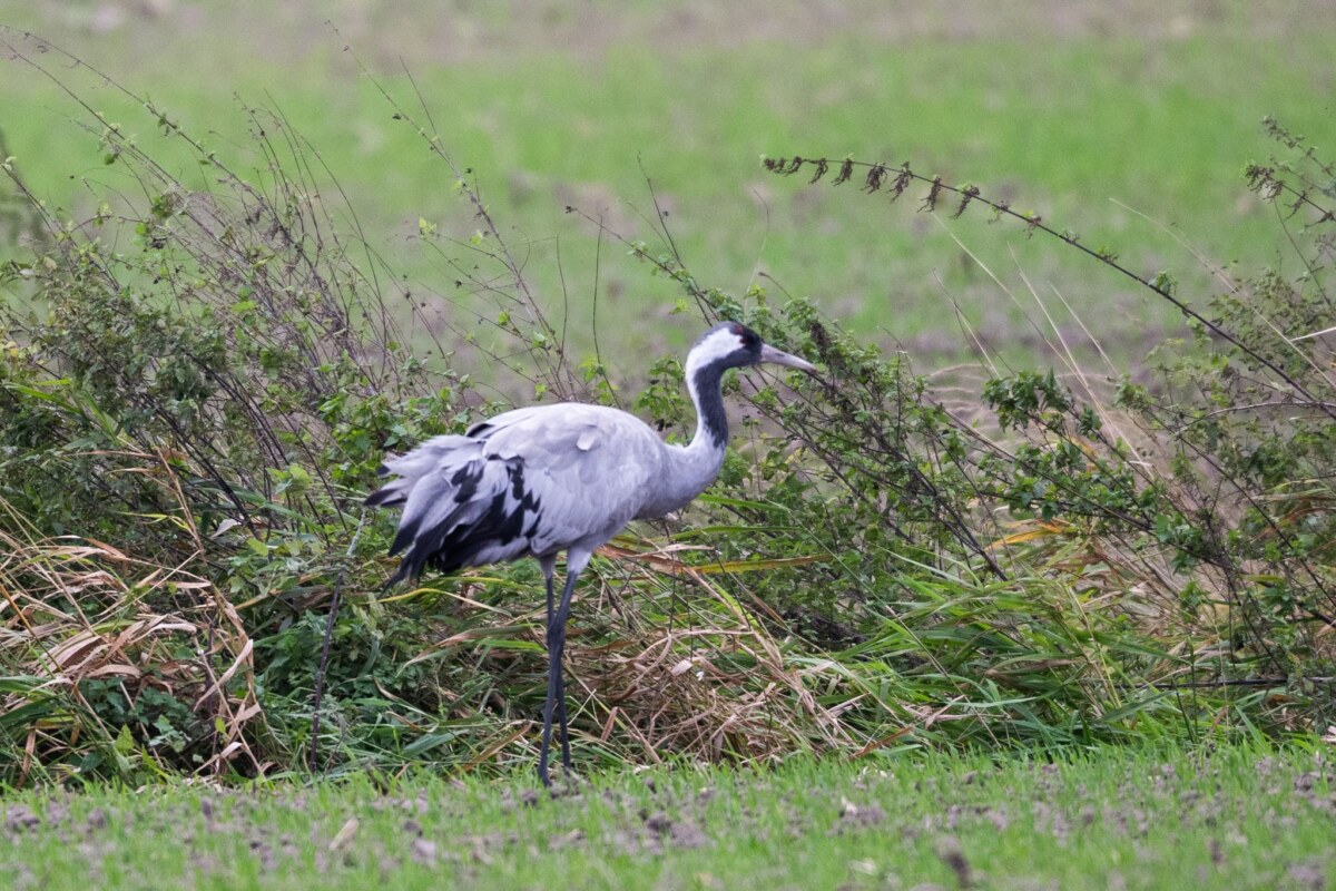 Vogelgrippe in Brandenburg Die Vogelgrippe bedroht die Kraniche im Rastgebiet an den Linumer Teichen.