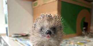Die Auffangstation für Igel in Berlin-Hermsdorf ist auch in diesem Jahr überfüllt.
