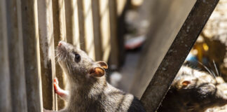 Ungeliebte Stadtnager: Berlins Rattenplage Ratten sehen eigentlich niedlich aus, können aber aufgrund der Übertragung von Krankheiten gefährlich sein. Bild: IMAGO / Arnulf Hettrich