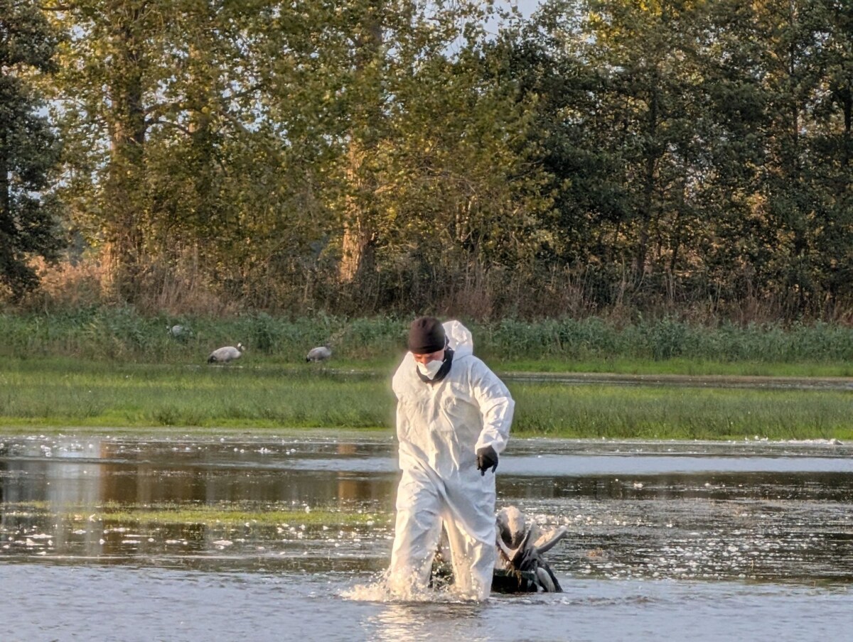 Vogelgrippe in Brandenburg - Tote Kraniche bei Linum Ein Helfer zieht im Linumer Teichland einen toten Kranich aus dem Wasser, der an der Vogelgrippe gestorben ist. (Foto Handout)