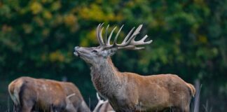 Der Hirsch buhlt um die Gunst der Weibchen. (Archivbild)