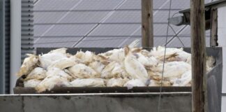 Nach zwei Ausbrüchen der Geflügelpest gelten in Brandenburg weiträumige Schutz- und Überwachungszonen.