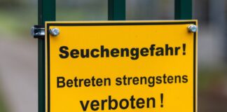 Vogelgrippe greift auf immer mehr Geflügel-Betriebe über Die auch als Vogelgrippe bezeichnete Geflügelpest hat sich mittlerweile fast über ganz Deutschland ausgebreitet. (Archivbild)