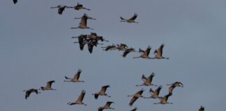 An den Linumer Teichen rasten jedes Jahr tausende Kraniche. Einige hundert Vögel starben nach dem Ausbruch der für Tiere hoch ansteckenden Geflügelpest. (Archivbild)