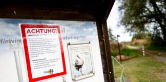 An der Vogelgrippe sind bereits viele Kraniche an den Linumer Teichen in Brandenburg gestorben.