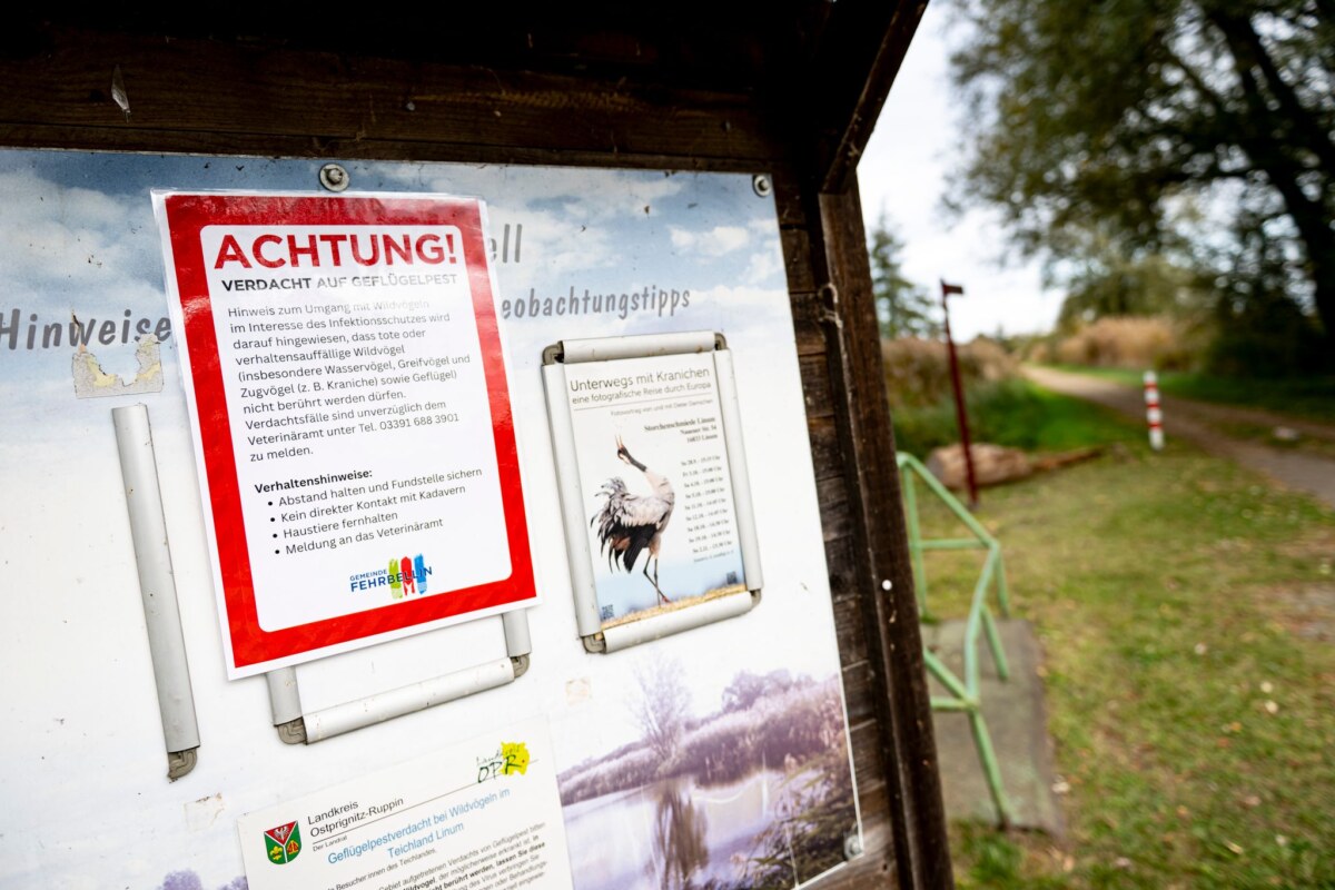 Weitere Entwicklung bei der Geflügelpest An der Vogelgrippe sind bereits viele Kraniche an den Linumer Teichen in Brandenburg gestorben.