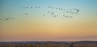 Naturschauspiel Flussauenlandschaft: Kraniche fliegen über den Nationalpark Unteres Odertal. (Archivbild) 