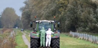 «Das ist schon hart» – Helfer erleben Kranichsterben hautnah Die Vogelgrippe bedroht die Kraniche im Rastgebiet an den Linumer Teichen.