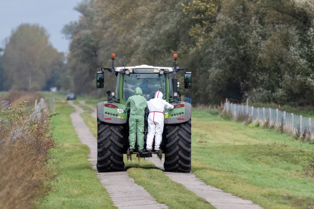 Vogelgrippe in Brandenburg Die Vogelgrippe bedroht die Kraniche im Rastgebiet an den Linumer Teichen.