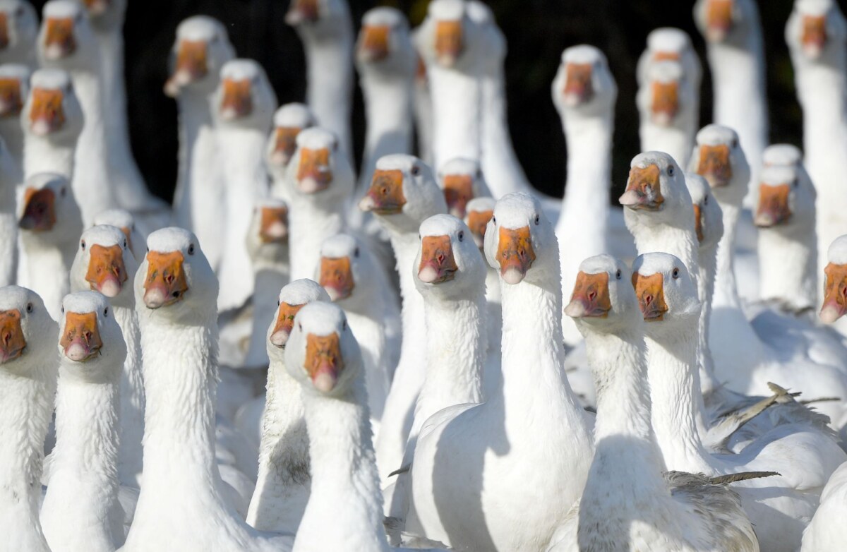 Martinsgänse Frisch geschlachtete Gänse aus Brandenburg können rund um den Martinstag am 11. November knapp sein.