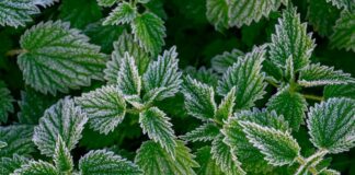 In Berlin und Brandenburg droht in der Nacht auf Sonntag verbreitet Frost. (Archivbild)