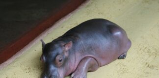Das Flusspferd-Baby kam vor knapp zwei Wochen auf die Welt.
