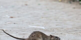 Viele tausend Meldungen zu Ratten gehen jedes Jahr bei den Berliner Bezirken ein. (Archivbild)