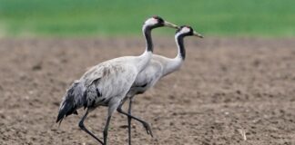 Institut bestätigt Vogelgrippe-Fälle in Berlin Das Vogelgrippe-Virus ist bei zwei verendeten Kranichen in Berlin nachgewiesen worden. (Archivbild)