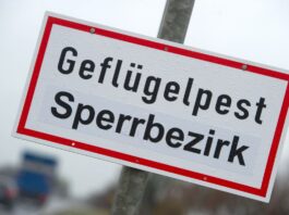 Die Gefahr steigt: Es gibt neue Geflügelpest-Fälle in Brandenburg und im benachbarten Mecklenburg-Vorpommern. 
