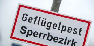Die Gefahr steigt: Es gibt neue Geflügelpest-Fälle in Brandenburg und im benachbarten Mecklenburg-Vorpommern. 