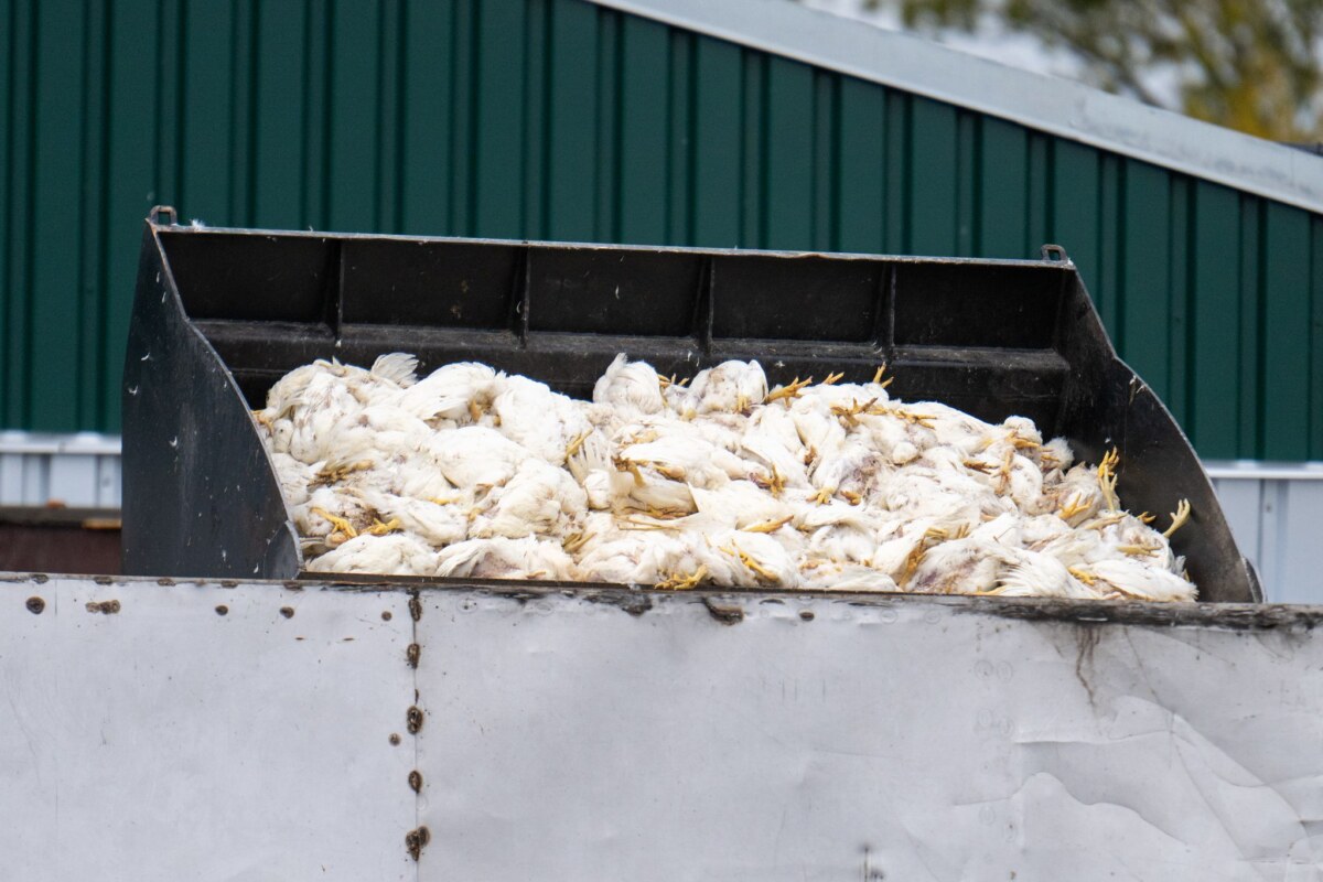 Vogelgrippe in Brandenburg Tausende Masthähnchen müssen wegen der Vogelgrippe sterben.