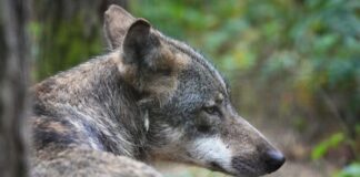 Wolf stirbt nach Unfall auf der A15 bei Forst Das Tier überlebte den Zusammenstoß nicht. (Symbolbild)