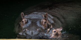 Ende September brachte Flusspferd-Mama Nala den kleinen Bullen auf die Welt.