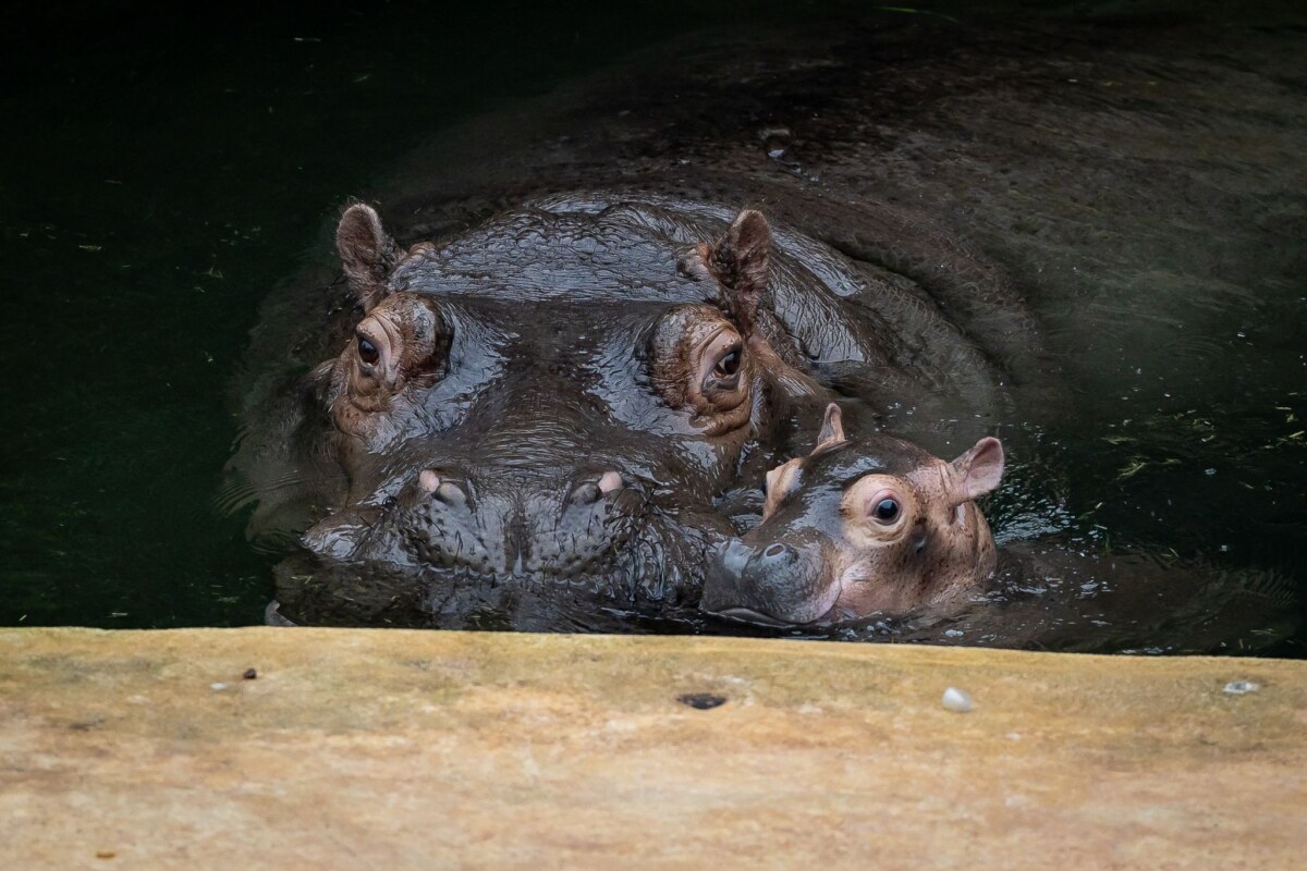 Flusspferd-Jungtier im Berliner Zoo Ende September brachte Flusspferd-Mama Nala den kleinen Bullen auf die Welt.
