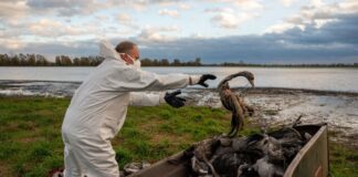 In Brandenburg gibt das Landwirtschaftsministerium keine Entwarnung bei der Vogelgrippe. (Archivbild)