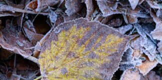 Zum Wochenende hin werden die Temperaturen winterlich.