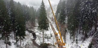 Mit einem Autokran wurde der Baum auf einen Tieflader gehoben.
