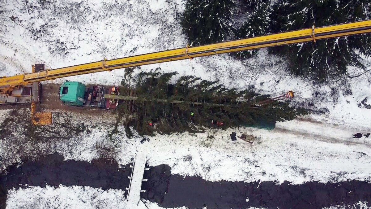 Fichte für Reichstagsgebäude in Berlin gefällt Die Fichte aus dem Oberharz soll am Dienstag am Bundestag aufgestellt werden.
