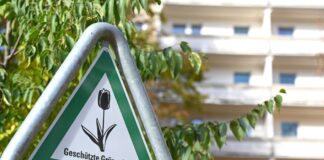 Laut dem neuen Klimaanpassungsgesetz soll es in Berlin mehr Bäume und mehr «Kühlinseln» in Form von Grünanlagen geben. 