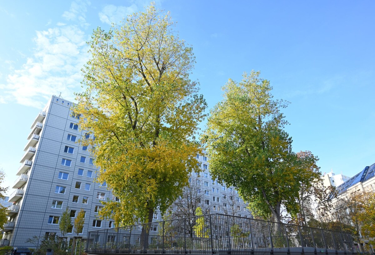 Bürgerinitiative „BaumEntscheid“ fordert mehr Stadtgrün In Berlin soll es bis 2040 eine Million Bäume geben. (Archivbild)
