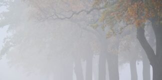 In Berlin und Brandenburg wird der Wochenstart grau und neblig-trüb. (Archivbild)