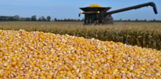 Landwirte in Brandenburg haben mehr Körnermais geerntet und die Anbauflächen sind größer geworden. (Archivbild)