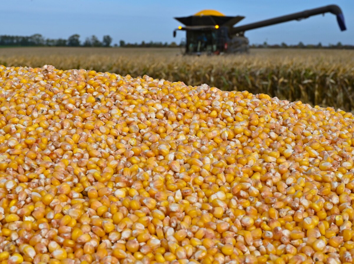 Mehr Körnermais und weniger Silomais Landwirte in Brandenburg haben mehr Körnermais geerntet und die Anbauflächen sind größer geworden. (Archivbild)
