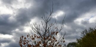 Neue Woche bringt kühlere Temperaturen und Schneeregen Herbstliches Wetter und kühlere Temperaturen werden in Berlin und Brandenburg erwartet. (Archivbild)