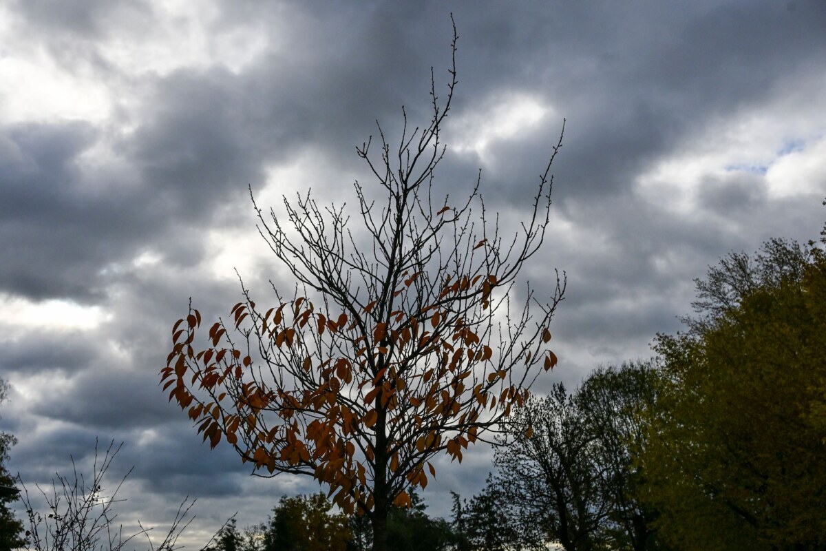 Herbstwetter in Brandenburg Herbstliches Wetter und kühlere Temperaturen werden in Berlin und Brandenburg erwartet. (Archivbild)
