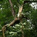 Berliner Wälder so stark geschädigt wie lange nicht Schwere Stürme hatten im Sommer in den Berliner Wäldern schwere Schäden verursacht. (Archivbild)