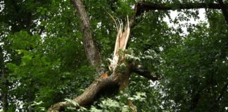 Berliner Wälder so stark geschädigt wie lange nicht Schwere Stürme hatten im Sommer in den Berliner Wäldern schwere Schäden verursacht. (Archivbild)