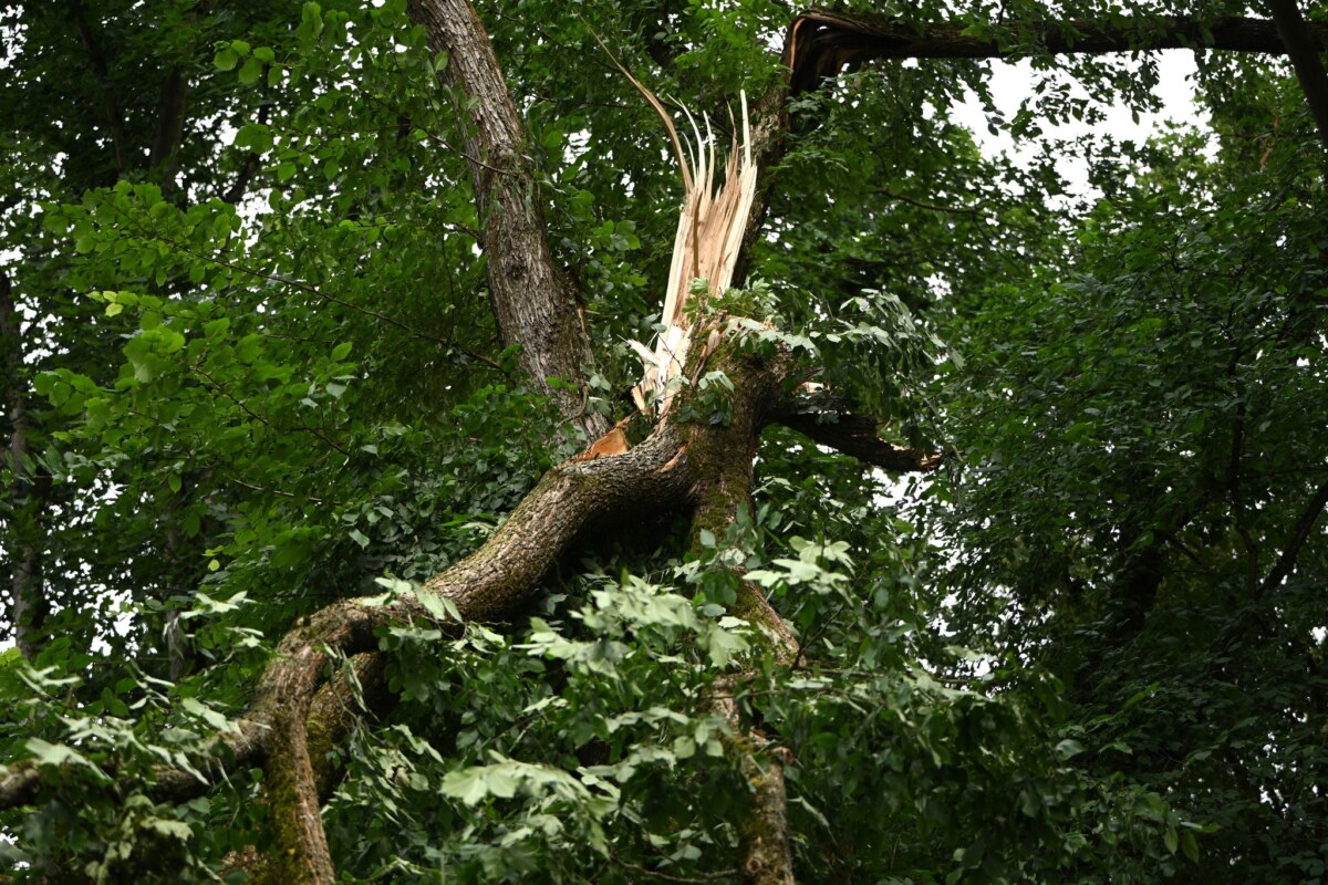 Sturmschäden - Berlin Schwere Stürme hatten im Sommer in den Berliner Wäldern schwere Schäden verursacht. (Archivbild)