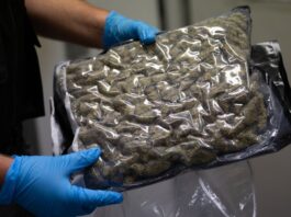 Eine Tonne Marihuana in Berlin sichergestellt In Deutschland stellen Ermittler immer wieder Marihuana sicher. (Archivbild)