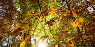Sonniges Wetter in Berlin und Brandenburg In Berlin und Brandenburg wird es in den nächsten Tagen sonnig. (Symbolfoto)