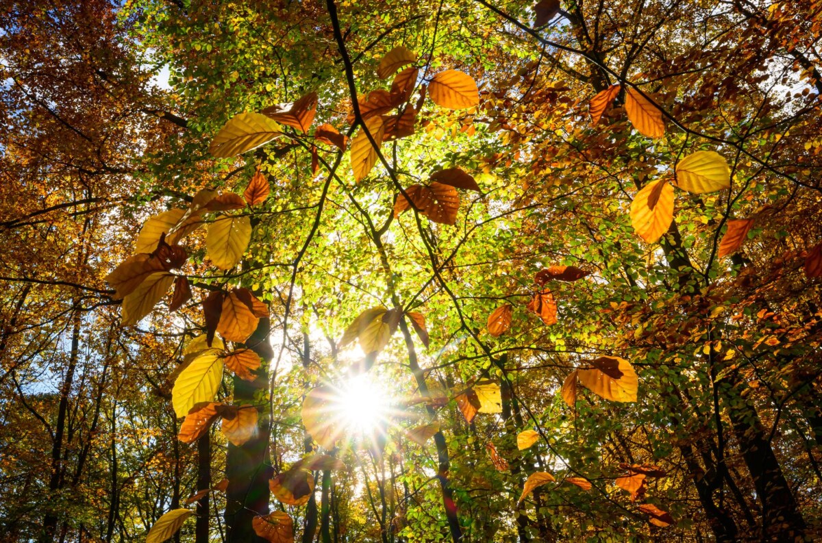 Herbst im Naturpark Schlaubetal In Berlin und Brandenburg wird es in den nächsten Tagen sonnig. (Symbolfoto)