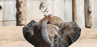 Die fünf Elefanten sollen bereits Anfang 2026 ihren Umzug antreten. (Archivbild)