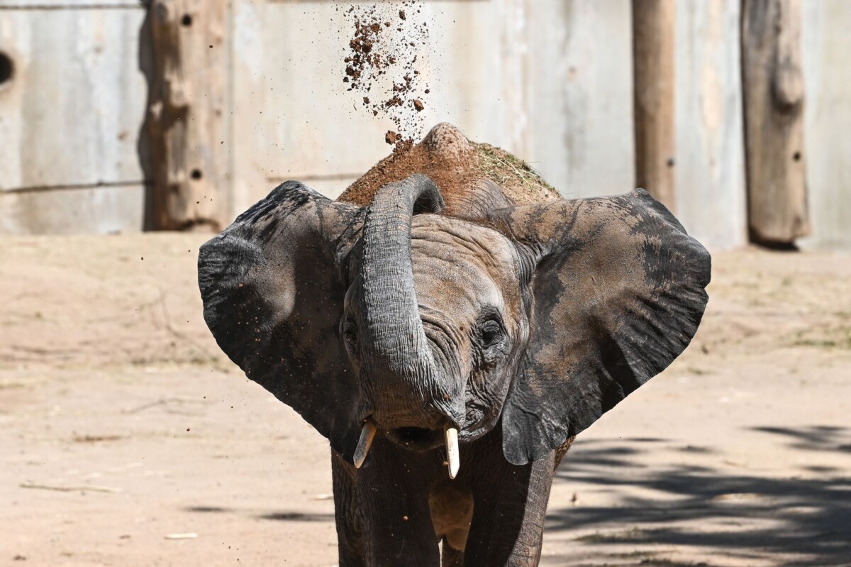 Sommerhitze - Elefanten kühlen sich ab Die fünf Elefanten sollen bereits Anfang 2026 ihren Umzug antreten. (Archivbild)