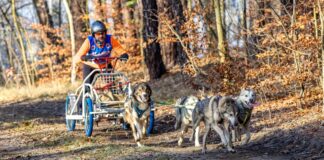 In der Lausitz begann die Schlittenhunde-Saison am vergangenen Wochenende. Bei Beelitz folgt jetzt ein Wettbewerb der schnellen Gespanne. (Archivbild)