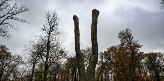 Im Park Babelsberg sind viele Bäume geschädigt. (Archivbild)